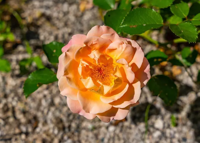 Alpendomizil Ahorn Apartamento Mayrhofen