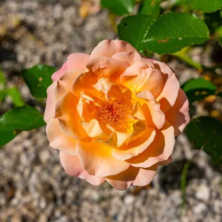 Alpendomizil Ahorn Appartement Mayrhofen