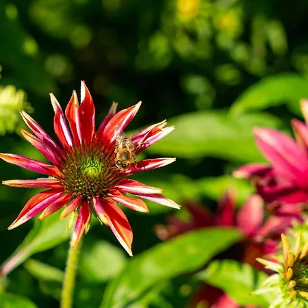 Alpendomizil Ahorn Appartement *