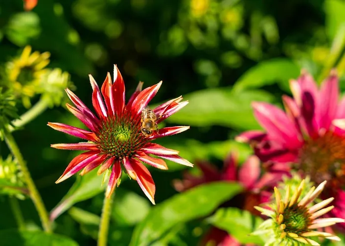 Alpendomizil Ahorn Appartement *